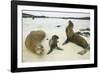 Galapagos Sea Lion Family-DLILLC-Framed Photographic Print