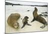 Galapagos Sea Lion Family-DLILLC-Mounted Photographic Print