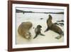 Galapagos Sea Lion Family-DLILLC-Framed Photographic Print