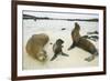 Galapagos Sea Lion Family-DLILLC-Framed Photographic Print