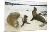 Galapagos Sea Lion Family-DLILLC-Mounted Photographic Print