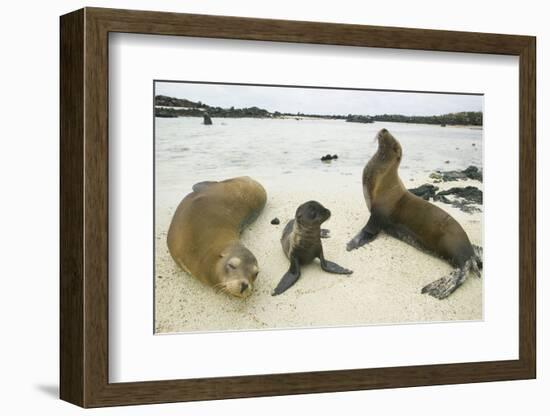 Galapagos Sea Lion Family-DLILLC-Framed Photographic Print