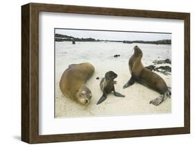 Galapagos Sea Lion Family-DLILLC-Framed Photographic Print