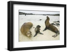 Galapagos Sea Lion Family-DLILLC-Framed Photographic Print