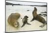 Galapagos Sea Lion Family-DLILLC-Mounted Photographic Print