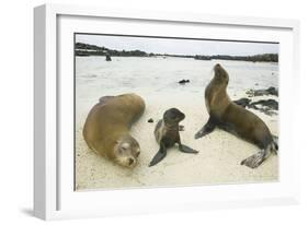 Galapagos Sea Lion Family-DLILLC-Framed Photographic Print