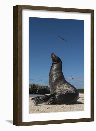 Galapagos Sea Lion Galapagos, Ecuador-Pete Oxford-Framed Photographic Print