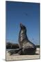 Galapagos Sea Lion Galapagos, Ecuador-Pete Oxford-Mounted Photographic Print