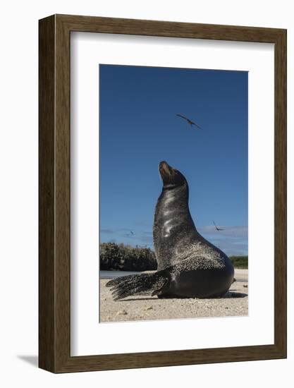 Galapagos Sea Lion Galapagos, Ecuador-Pete Oxford-Framed Photographic Print