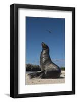 Galapagos Sea Lion Galapagos, Ecuador-Pete Oxford-Framed Photographic Print