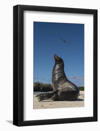 Galapagos Sea Lion Galapagos, Ecuador-Pete Oxford-Framed Photographic Print