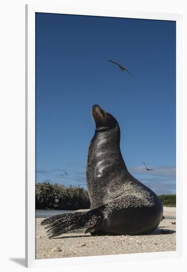 Galapagos Sea Lion Galapagos, Ecuador-Pete Oxford-Framed Photographic Print