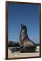 Galapagos Sea Lion Galapagos, Ecuador-Pete Oxford-Framed Photographic Print