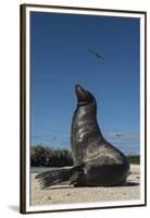 Galapagos Sea Lion Galapagos, Ecuador-Pete Oxford-Framed Premium Photographic Print