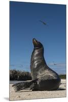 Galapagos Sea Lion Galapagos, Ecuador-Pete Oxford-Mounted Premium Photographic Print