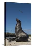 Galapagos Sea Lion Galapagos, Ecuador-Pete Oxford-Stretched Canvas