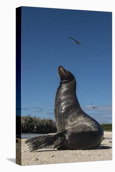 Galapagos Sea Lion Galapagos, Ecuador-Pete Oxford-Stretched Canvas