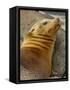 Galapagos Sea Lion, Gardner Bay, Espaola Island, Galapagos Islands, Ecuador-Pete Oxford-Framed Stretched Canvas