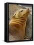 Galapagos Sea Lion, Gardner Bay, Espaola Island, Galapagos Islands, Ecuador-Pete Oxford-Framed Stretched Canvas