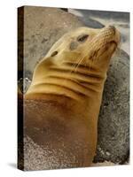 Galapagos Sea Lion, Gardner Bay, Espaola Island, Galapagos Islands, Ecuador-Pete Oxford-Stretched Canvas