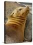 Galapagos Sea Lion, Gardner Bay, Espaola Island, Galapagos Islands, Ecuador-Pete Oxford-Stretched Canvas