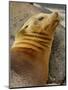 Galapagos Sea Lion, Gardner Bay, Espaola Island, Galapagos Islands, Ecuador-Pete Oxford-Mounted Photographic Print