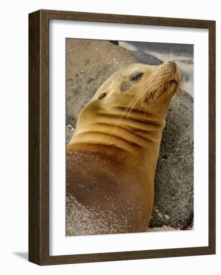 Galapagos Sea Lion, Gardner Bay, Espaola Island, Galapagos Islands, Ecuador-Pete Oxford-Framed Photographic Print