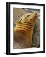 Galapagos Sea Lion, Gardner Bay, Espaola Island, Galapagos Islands, Ecuador-Pete Oxford-Framed Photographic Print