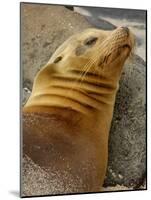 Galapagos Sea Lion, Gardner Bay, Espaola Island, Galapagos Islands, Ecuador-Pete Oxford-Mounted Photographic Print