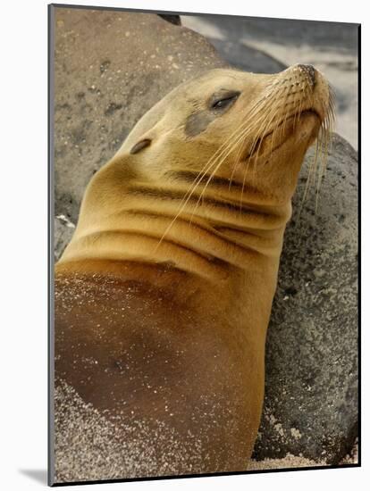 Galapagos Sea Lion, Gardner Bay, Espaola Island, Galapagos Islands, Ecuador-Pete Oxford-Mounted Photographic Print