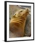 Galapagos Sea Lion, Gardner Bay, Espaola Island, Galapagos Islands, Ecuador-Pete Oxford-Framed Photographic Print