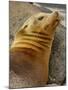 Galapagos Sea Lion, Gardner Bay, Espaola Island, Galapagos Islands, Ecuador-Pete Oxford-Mounted Photographic Print