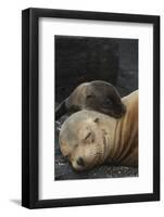 Galapagos Sea Lion Mom and New Pup, Rabida Island, Galapagos, Ecuador-Pete Oxford-Framed Photographic Print