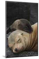 Galapagos Sea Lion Mom and New Pup, Rabida Island, Galapagos, Ecuador-Pete Oxford-Mounted Photographic Print