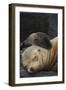 Galapagos Sea Lion Mom and New Pup, Rabida Island, Galapagos, Ecuador-Pete Oxford-Framed Photographic Print