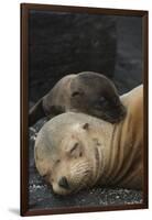 Galapagos Sea Lion Mom and New Pup, Rabida Island, Galapagos, Ecuador-Pete Oxford-Framed Premium Photographic Print