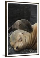 Galapagos Sea Lion Mom and New Pup, Rabida Island, Galapagos, Ecuador-Pete Oxford-Framed Premium Photographic Print