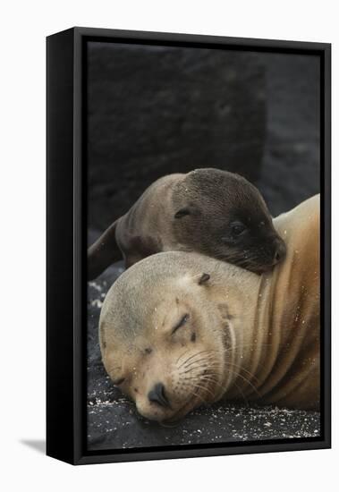 Galapagos Sea Lion Mom and New Pup, Rabida Island, Galapagos, Ecuador-Pete Oxford-Framed Stretched Canvas