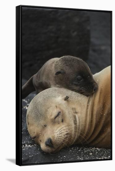 Galapagos Sea Lion Mom and New Pup, Rabida Island, Galapagos, Ecuador-Pete Oxford-Framed Stretched Canvas