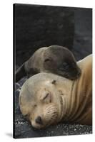 Galapagos Sea Lion Mom and New Pup, Rabida Island, Galapagos, Ecuador-Pete Oxford-Stretched Canvas
