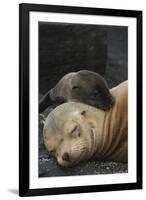 Galapagos Sea Lion Mom and New Pup, Rabida Island, Galapagos, Ecuador-Pete Oxford-Framed Photographic Print