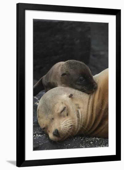 Galapagos Sea Lion Mom and New Pup, Rabida Island, Galapagos, Ecuador-Pete Oxford-Framed Photographic Print