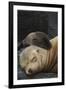 Galapagos Sea Lion Mom and New Pup, Rabida Island, Galapagos, Ecuador-Pete Oxford-Framed Photographic Print