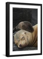 Galapagos Sea Lion Mom and New Pup, Rabida Island, Galapagos, Ecuador-Pete Oxford-Framed Premium Photographic Print