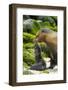 Galapagos sea lion mother with newborn pup, Galapagos-Tui De Roy-Framed Photographic Print
