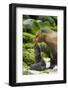 Galapagos sea lion mother with newborn pup, Galapagos-Tui De Roy-Framed Photographic Print