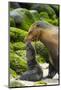 Galapagos sea lion mother with newborn pup, Galapagos-Tui De Roy-Mounted Photographic Print