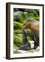 Galapagos sea lion mother with newborn pup, Galapagos-Tui De Roy-Framed Photographic Print