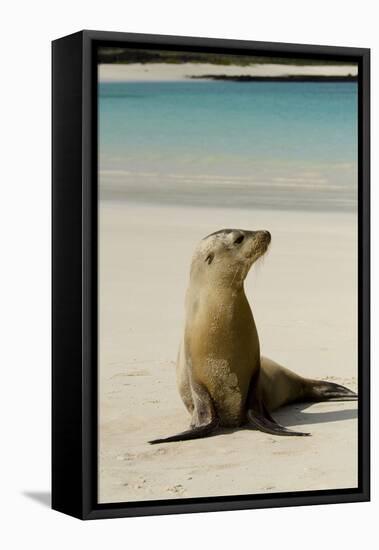 Galapagos Sea Lion on the Beach, San Cristobal, Galapagos, Ecuador-Cindy Miller Hopkins-Framed Stretched Canvas