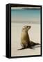 Galapagos Sea Lion on the Beach, San Cristobal, Galapagos, Ecuador-Cindy Miller Hopkins-Framed Stretched Canvas